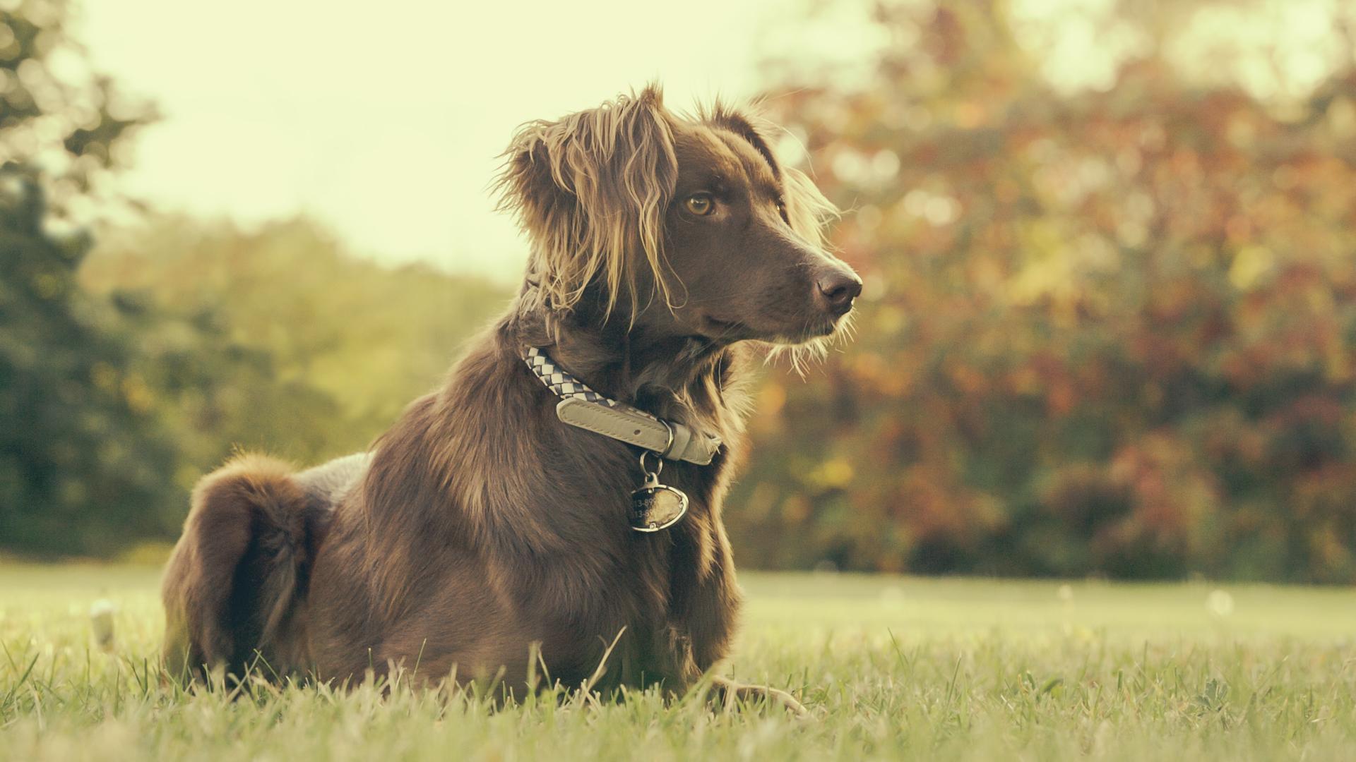 Pet resolve outlet training collar